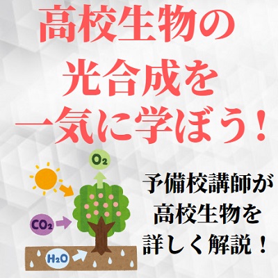 高校生物の光合成の仕組みと覚え方のコツ 過程や化学反応式をわかりやすく解説 受験の相談所