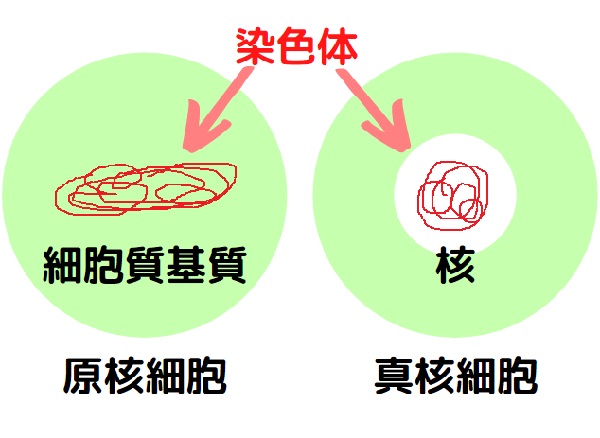 原核細胞と真核細胞の違い