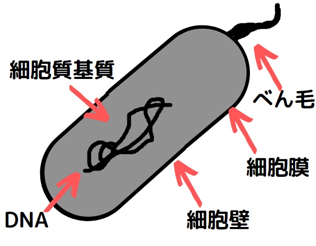 原核細胞