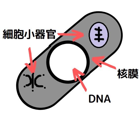 細胞小器官 覚え方