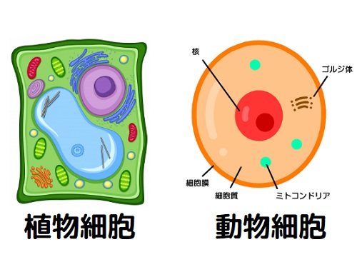 植物細胞と動物細胞