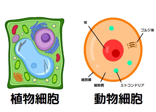 植物 細胞 と 動物 細胞 の 違い ニスヌーピー 壁紙