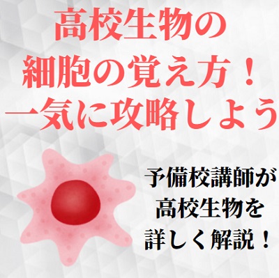高校生物の細胞の覚え方のコツ